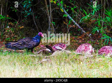 Turquie Vulture manger hors de la carcasse d'un cerf mort, comté de Washington, Caroline du Nord samedi, 22 octobre 2022. Photo de Jennifer Graylock-Alamy News 917-519-7666 crédit : Jennifer Graylock/Alamy Live News Banque D'Images