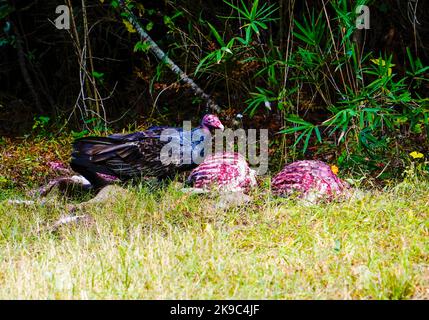 Turquie Vulture manger hors de la carcasse d'un cerf mort, comté de Washington, Caroline du Nord samedi, 22 octobre 2022. Photo de Jennifer Graylock-Alamy News 917-519-7666 crédit : Jennifer Graylock/Alamy Live News Banque D'Images