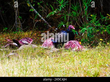 Turquie Vulture manger hors de la carcasse d'un cerf mort, comté de Washington, Caroline du Nord samedi, 22 octobre 2022. Photo de Jennifer Graylock-Alamy News 917-519-7666 crédit : Jennifer Graylock/Alamy Live News Banque D'Images