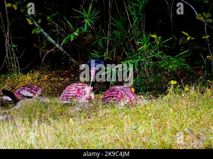 Turquie Vulture manger hors de la carcasse d'un cerf mort, comté de Washington, Caroline du Nord samedi, 22 octobre 2022. Photo de Jennifer Graylock-Alamy News 917-519-7666 crédit : Jennifer Graylock/Alamy Live News Banque D'Images