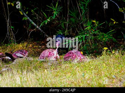 Turquie Vulture manger hors de la carcasse d'un cerf mort, comté de Washington, Caroline du Nord samedi, 22 octobre 2022. Photo de Jennifer Graylock-Alamy News 917-519-7666 crédit : Jennifer Graylock/Alamy Live News Banque D'Images