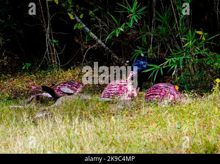 Turquie Vulture manger hors de la carcasse d'un cerf mort, comté de Washington, Caroline du Nord samedi, 22 octobre 2022. Photo de Jennifer Graylock-Alamy News 917-519-7666 crédit : Jennifer Graylock/Alamy Live News Banque D'Images