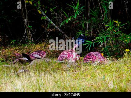 Turquie Vulture manger hors de la carcasse d'un cerf mort, comté de Washington, Caroline du Nord samedi, 22 octobre 2022. Photo de Jennifer Graylock-Alamy News 917-519-7666 crédit : Jennifer Graylock/Alamy Live News Banque D'Images