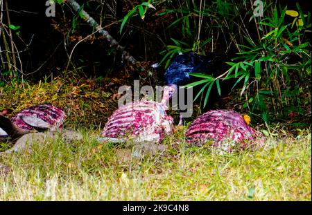 Turquie Vulture manger hors de la carcasse d'un cerf mort, comté de Washington, Caroline du Nord samedi, 22 octobre 2022. Photo de Jennifer Graylock-Alamy News 917-519-7666 crédit : Jennifer Graylock/Alamy Live News Banque D'Images