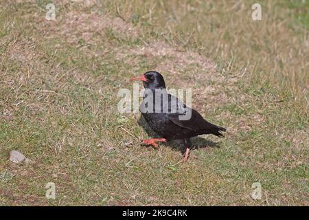 Red-Baugh Chough sur le Gower Wales Royaume-Uni Banque D'Images