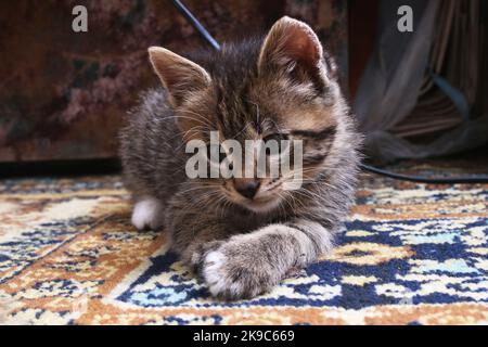 Un petit chaton se trouve sur le tapis de près Banque D'Images