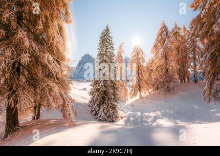 Paysage pittoresque avec des larches d'orange couvertes de neige sur la prairie Alpe di Siusi, Seiser Alm, Dolomites, Italie.Les montagnes enneigées culminent en arrière-plan Banque D'Images