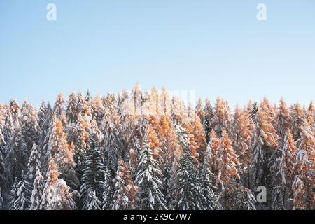 Paysage pittoresque avec des larches orange couvertes de neige et de ciel bleu clair Banque D'Images