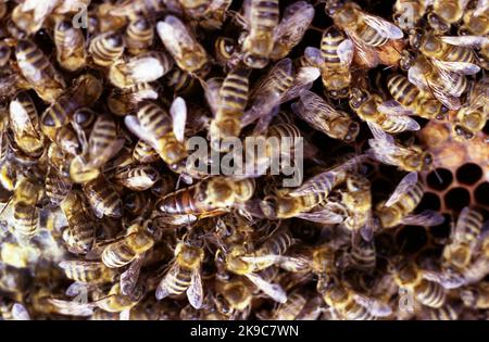 Roumanie, environ 2002. Gros plan d'un cadre de ruche, avec des abeilles sur les nids d'abeilles et la reine au centre. Banque D'Images