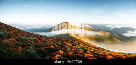 L'herbe d'orange tremble dans le vent dans les montagnes d'automne au lever du soleil. Une brume douce traverse les sommets de montagne. Carpathian montagnes, Ukraine. Photographie de paysage Banque D'Images