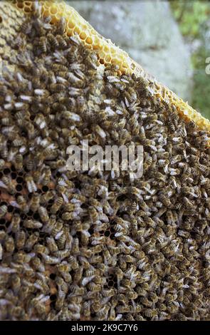 Roumanie, environ 2002. Gros plan d'un cadre de ruche, avec des centaines d'abeilles sur les nids d'abeilles. Banque D'Images