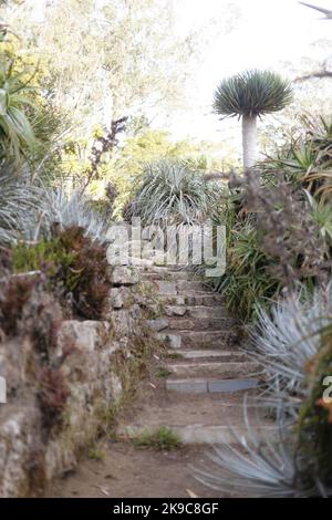 De vieux marches en pierre traversant un magnifique jardin succulent. Banque D'Images