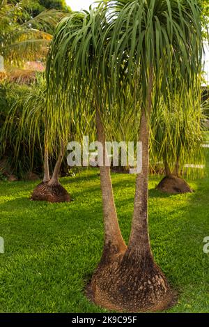 Palmier à queue de cheval ornementale, Beaucarnea recurvata, dans un jardin brésilien. Banque D'Images