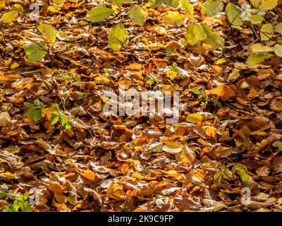 Feuilles de hêtre doré tombées sur le sol sous les branches de feuilles vertes Banque D'Images