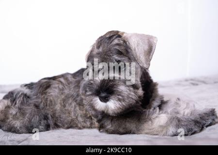 Un petit chiot schnauzer miniature à barbe allongé sur le lit et regardant sur le côté. Banque D'Images