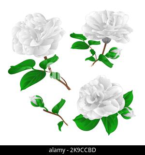 Trois fleurs blanches Camellia Japonica avec bourgeons vecteur Illustration de Vecteur