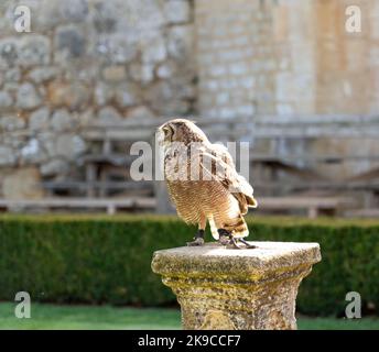 Gros plan d'un hibou pharaon (Bubo ascalaphus) sur un piédestal en pierre Banque D'Images