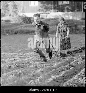 Un employé du TGOJ à la maison sur sa ferme à la main de charrue. Société de circulation ferroviaire Grängesberg-Oxelösund Railways. Banque D'Images