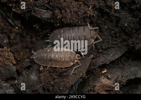 Gros plan détaillé sur la maison commune de bois rugueux, Porcellio scabre, dans le nord de l'Oregon, États-Unis Banque D'Images