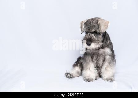 Portrait de chien de chiot Schnauzer miniature mignon et amusant. Le chien schnauzer blanc-gris se trouve sur un fond blanc, espace de copie. Triste chiot. Banque D'Images