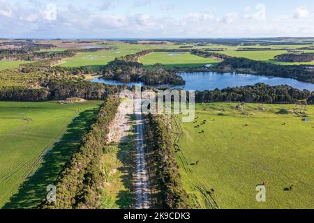 Photographie aérienne par drone d'un troupeau de vaches qui broutage dans un grand champ agricole vert sur l'île King en Tasmanie, en Australie Banque D'Images