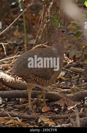 Tinamou (Cryptorellus undulatus) adulte debout sur le sol forestier Pantanal, Brésil, Juillet Banque D'Images