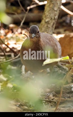 Tinamou (Cryptorellus undulatus) adulte debout sur le sol forestier Pantanal, Brésil, Juillet Banque D'Images