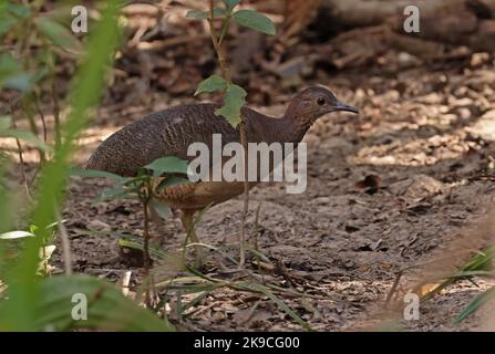 Tinamou (Cryptorellus undulatus) adulte marchant sur le fond de la forêt Pantanal, Brésil, Juillet Banque D'Images