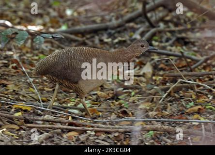 Tinamou (Cryptorellus undulatus) adulte courant sur le fond de la forêt Pantanal, Brésil, Juillet Banque D'Images