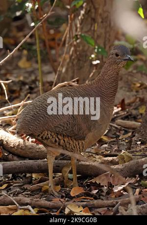 Tinamou (Cryptorellus undulatus) adulte debout sur le sol forestier Pantanal, Brésil, Juillet Banque D'Images