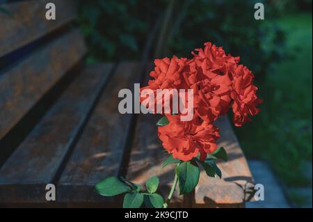 une rose rouge dans le jardin. Une grande fleur rose avec une forme inhabituelle de bouton sur un fond vert flou. Espace de copie Banque D'Images