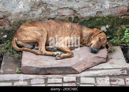 Chien abandonné au cur couché sur le sol Banque D'Images