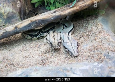 Deux boas royaux sur le sable en gros plan Banque D'Images