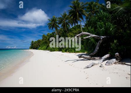 La plage de bord de lagon à l'île d'Eneko, l'atoll de Majuro, Îles Marshall, 2009. Banque D'Images