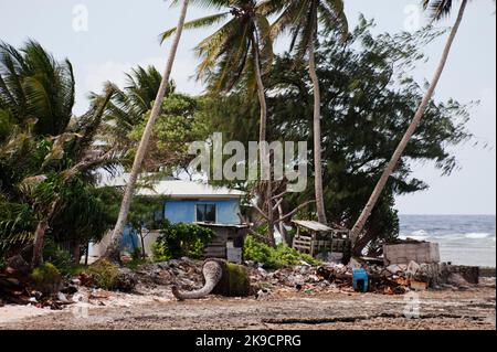 Un palmier tombé marque les premières étapes du changement climatique sur la plage de l'atoll Majuro, capitale des îles Marshall, 2009. Banque D'Images