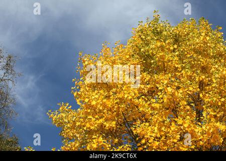 Les couleurs d'automne jaunes de l'arbre Tulip Poplar. Banque D'Images