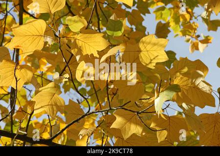 Les couleurs d'automne jaunes de l'arbre Tulip Poplar. Banque D'Images