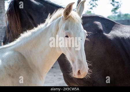 Jeune cheval blanc avec jument noir dans l'écurie Banque D'Images