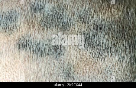Arrière-plan de texture de peau de chien Banque D'Images