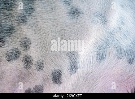Gros plan sur une peau de dong Banque D'Images
