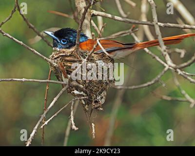 Moud African Paradise Flycatcher (Terpsiphone viridis) avec une longue queue sur un petit nid à Masai Mara Conservancy, Kenya, Afrique Banque D'Images