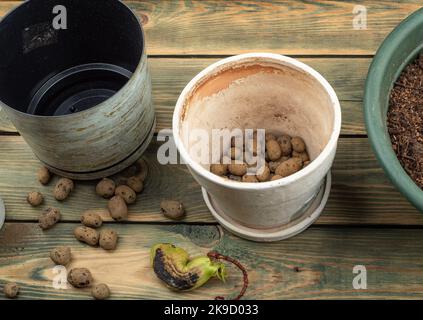 Préparation pour planter une graine de mangue dans un pot de fleurs. Pot avec argile expansée. Banque D'Images