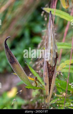 Vue macro d'une gousse de laits naturellement séchée s'ouvrant dans un jardin d'automne ensoleillé Banque D'Images