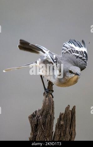 Nord Mockingbird, Marana, près de Tucson, Arizona. Banque D'Images