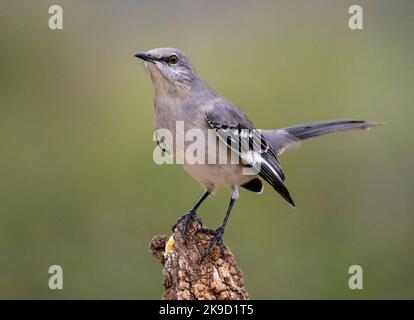 Nord Mockingbird, Marana, près de Tucson, Arizona. Banque D'Images