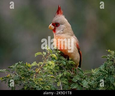 Pyrrhuloxia, Marana, près de Tucson, Arizona. Banque D'Images