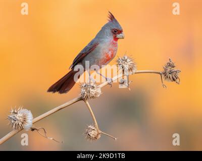 Pyrrhuloxia, Marana, près de Tucson, Arizona. Banque D'Images