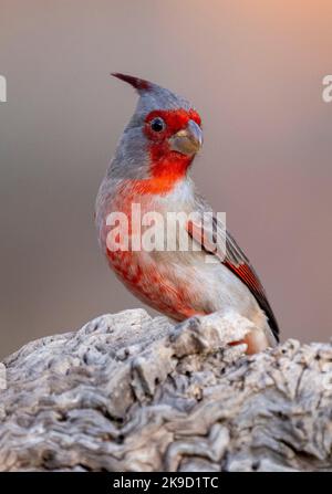 Pyrrhuloxia, Marana, près de Tucson, Arizona. Banque D'Images