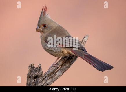 Pyrrhuloxia, Marana, près de Tucson, Arizona. Banque D'Images