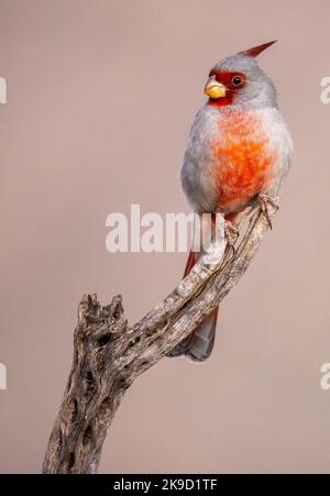 Pyrrhuloxia, Marana, près de Tucson, Arizona. Banque D'Images